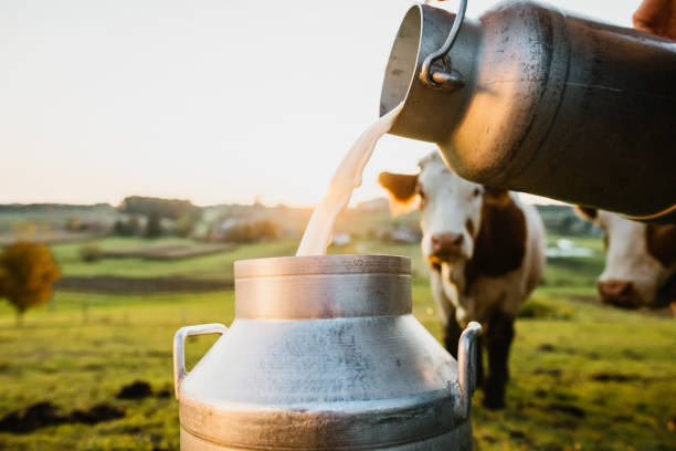 close up of raw milk being poured into container with cows in background