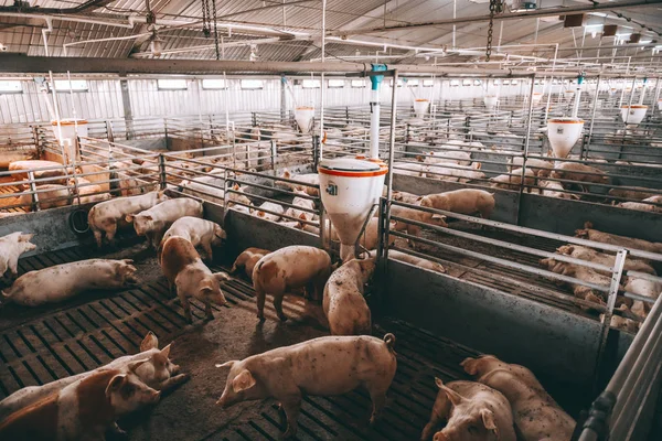 piggery